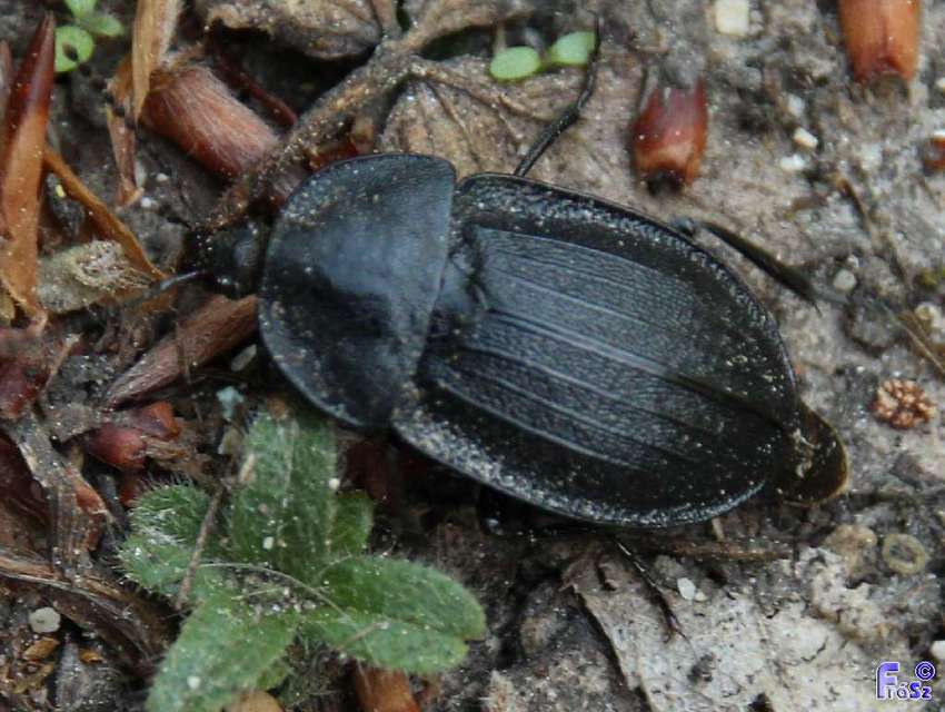 Phosphuga atrata - bordás csigarabló