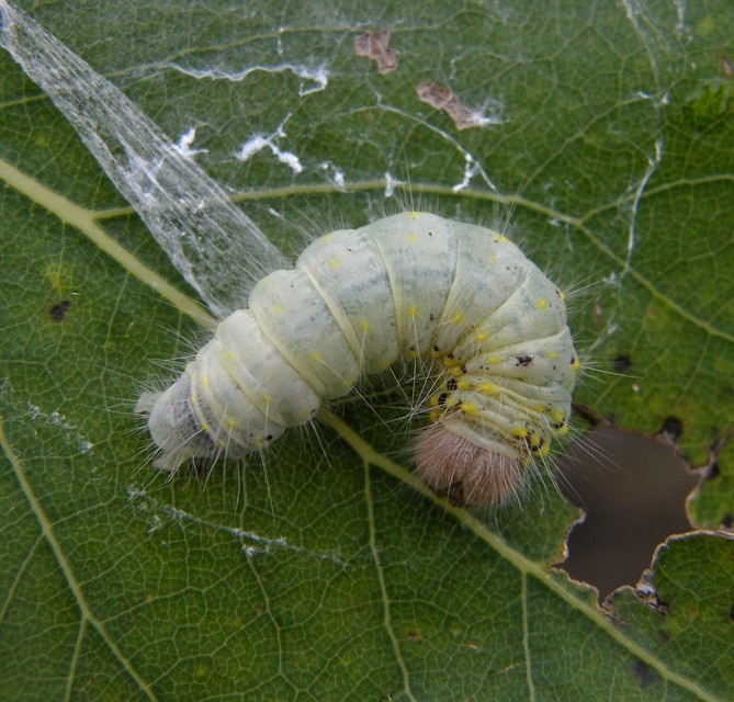 Clostera curtula - rövidszárnyú levélszövő