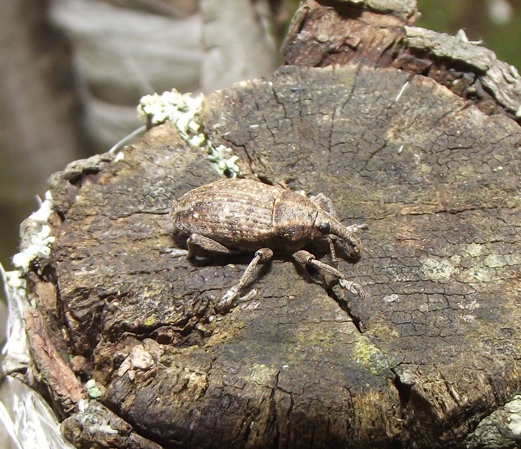 Lepyrus capucinus - pettyes fűzormányos
