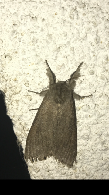 Calliteara pudibunda - hamvasszövő