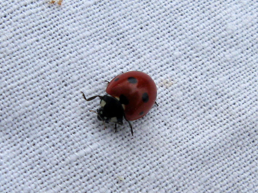 Coccinella septempunctata - hétpettyes katica