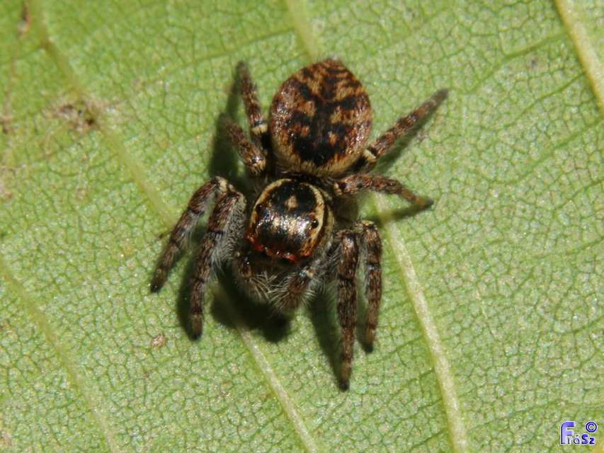 Carrhotus xanthogramma - rozsdás ugrópók