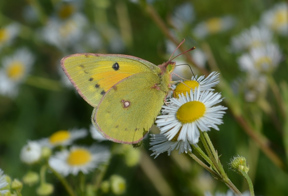 Colias chrysotheme - dolomit-kéneslepke