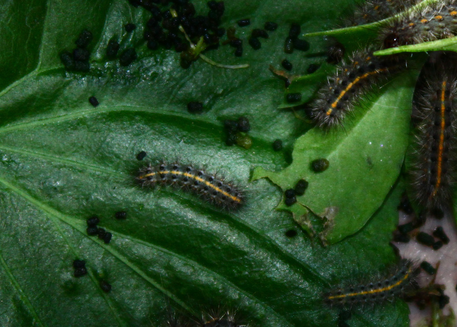 Phragmatobia fuliginosa - füstös medvelepke