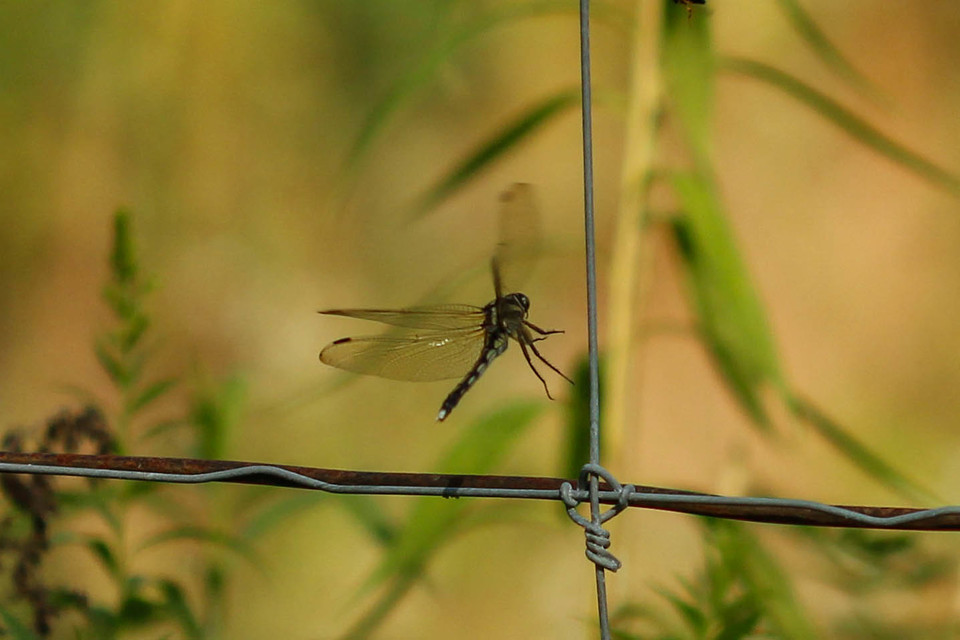 Orthetrum albistylum - fehérfarkú pásztorszitakötő