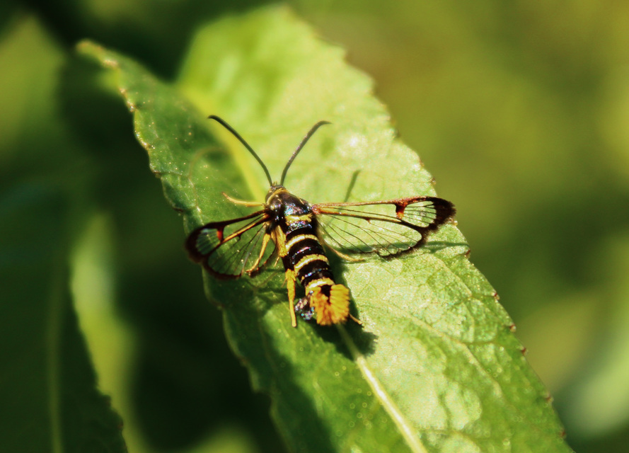 Synanthedon vespiformis - darázsszitkár