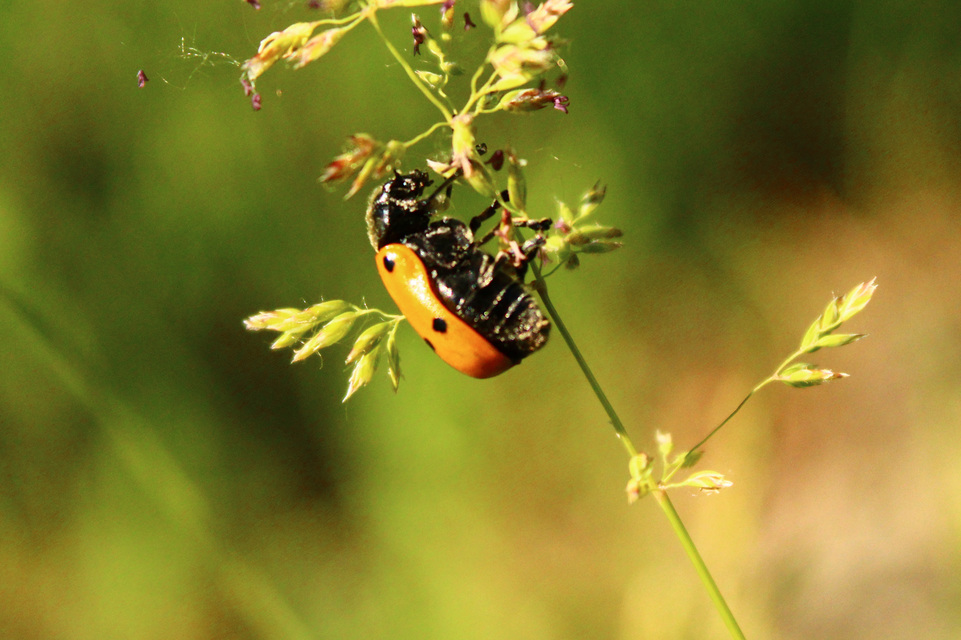 Lachnaia sexpunctata - szőrösnyakú zsákhordóbogár