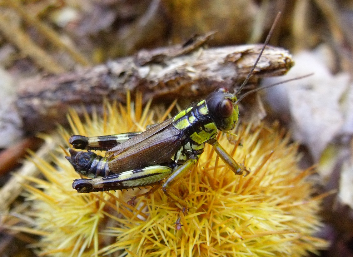 Miramella alpina - alpesi sáska