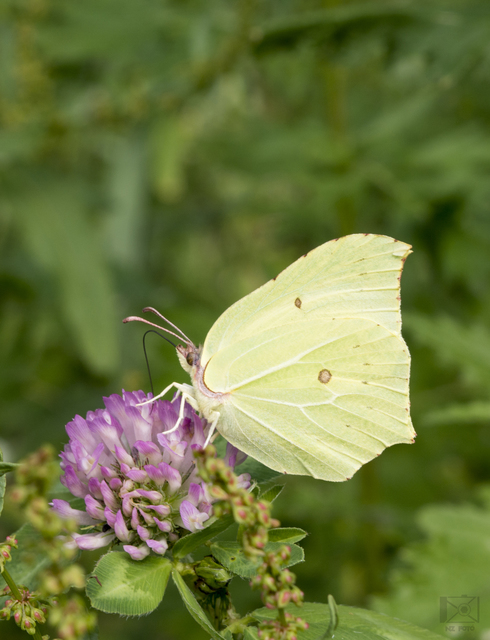 Gonepteryx rhamni - citromlepke