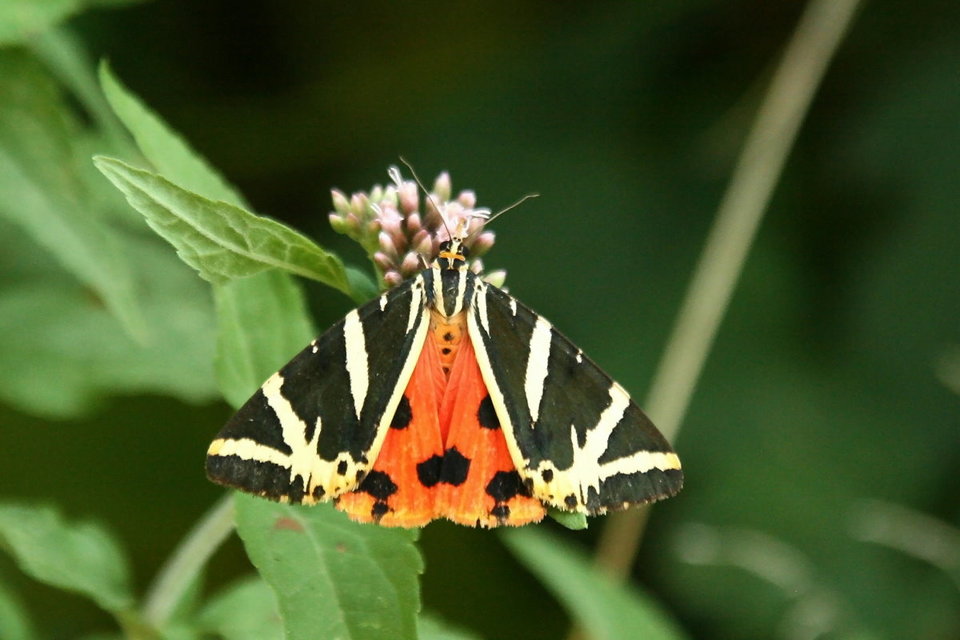 Euplagia quadripunctaria - csíkos medvelepke