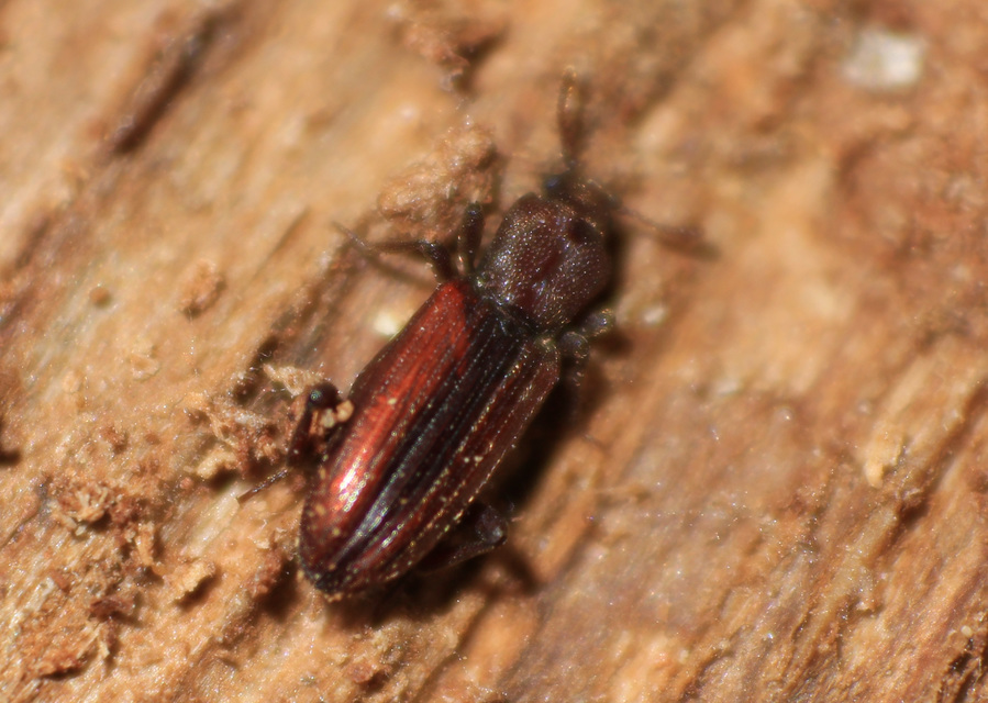 Bothrideres bipunctatus - szívnyakú humuszbogár