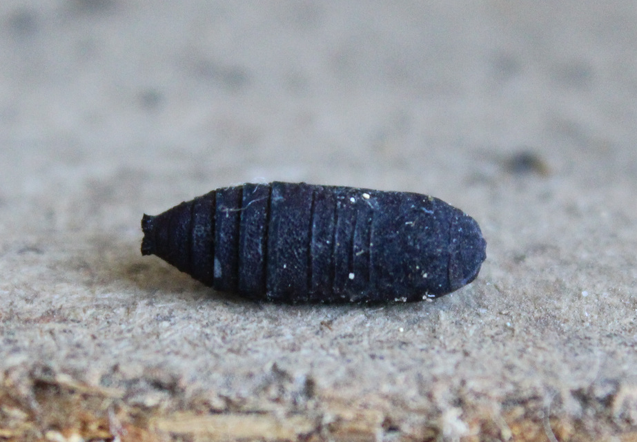 Diloba caeruleocephala - őszi kékesbagoly