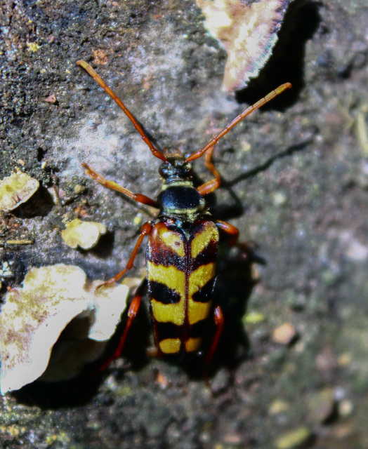 Leptura aurulenta - sárgaszőrű szalagoscincér