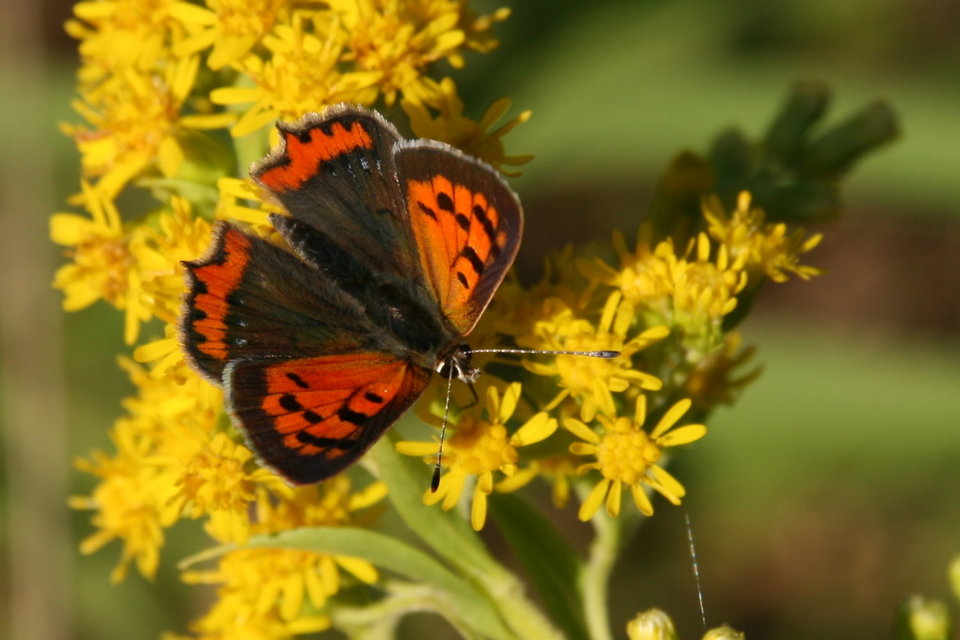 Lycaena phlaeas - közönséges tűzlepke