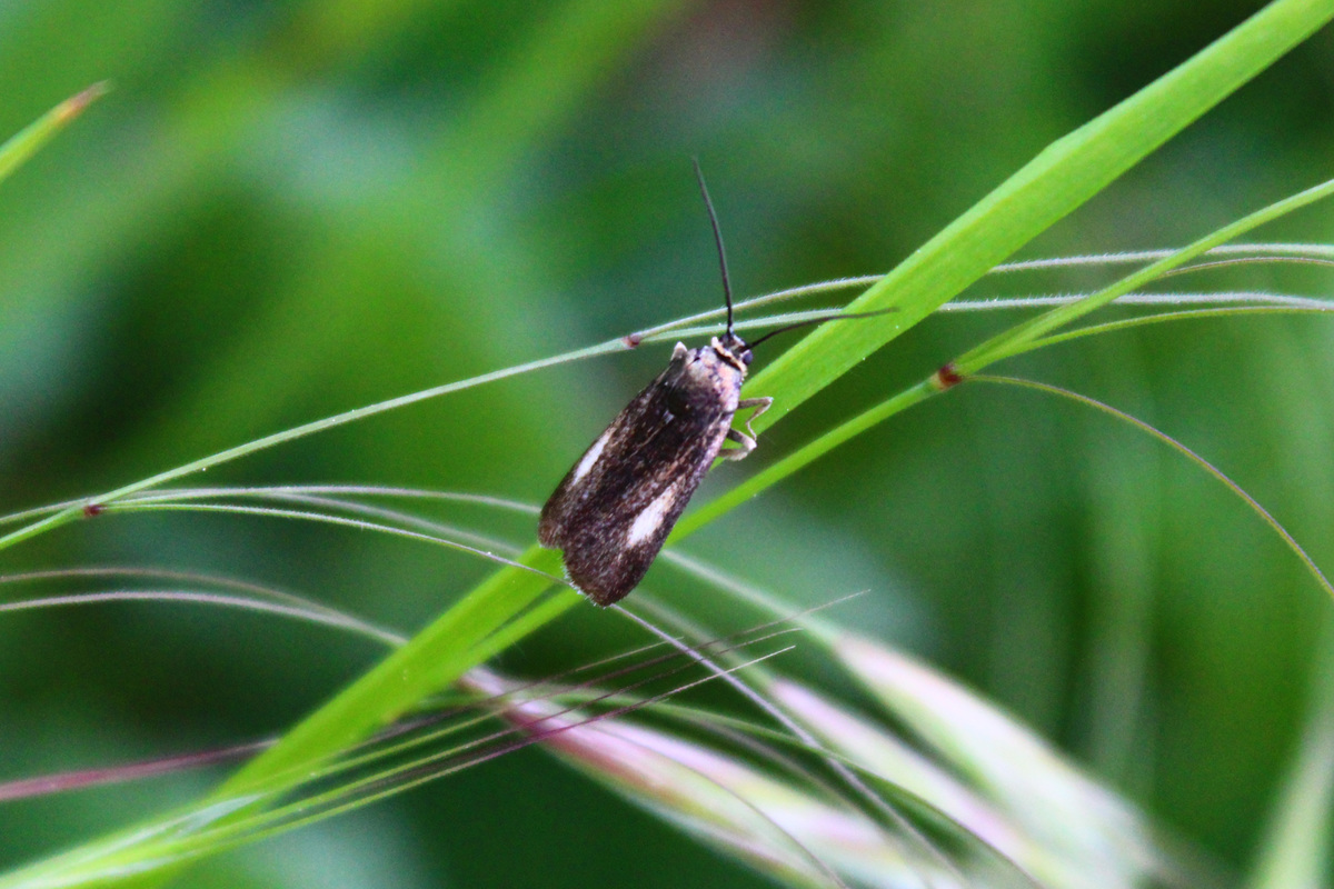 Hypochalcia decorella - barna karcsúmoly