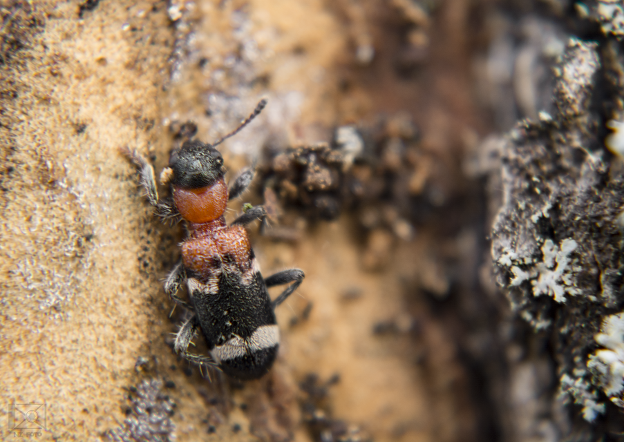 Thanasimus formicarius - vörösnyakú szúfarkas