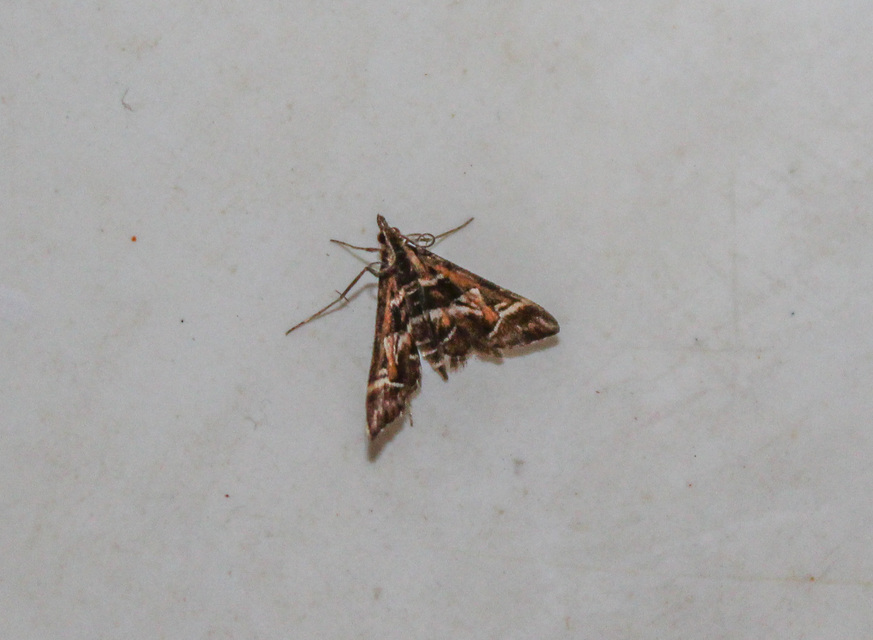 Diasemia reticularis - betűmintás tűzmoly