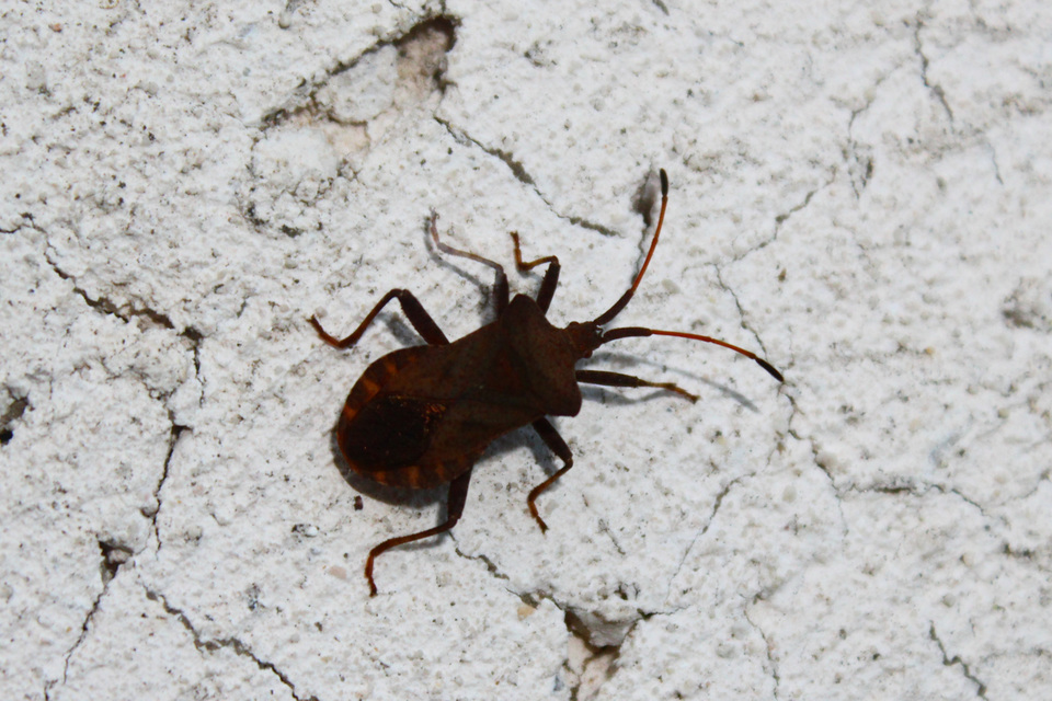 Coreus marginatus - közönséges karimáspoloska