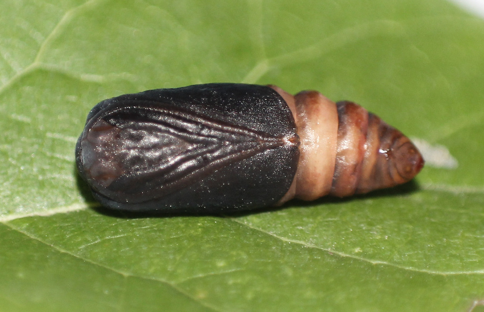 Cilix glaucata - törpe sarlósszövő