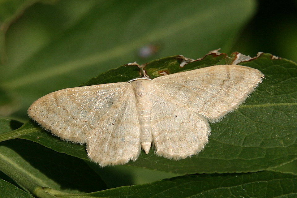Idaea deversaria - egyszínű sávosaraszoló