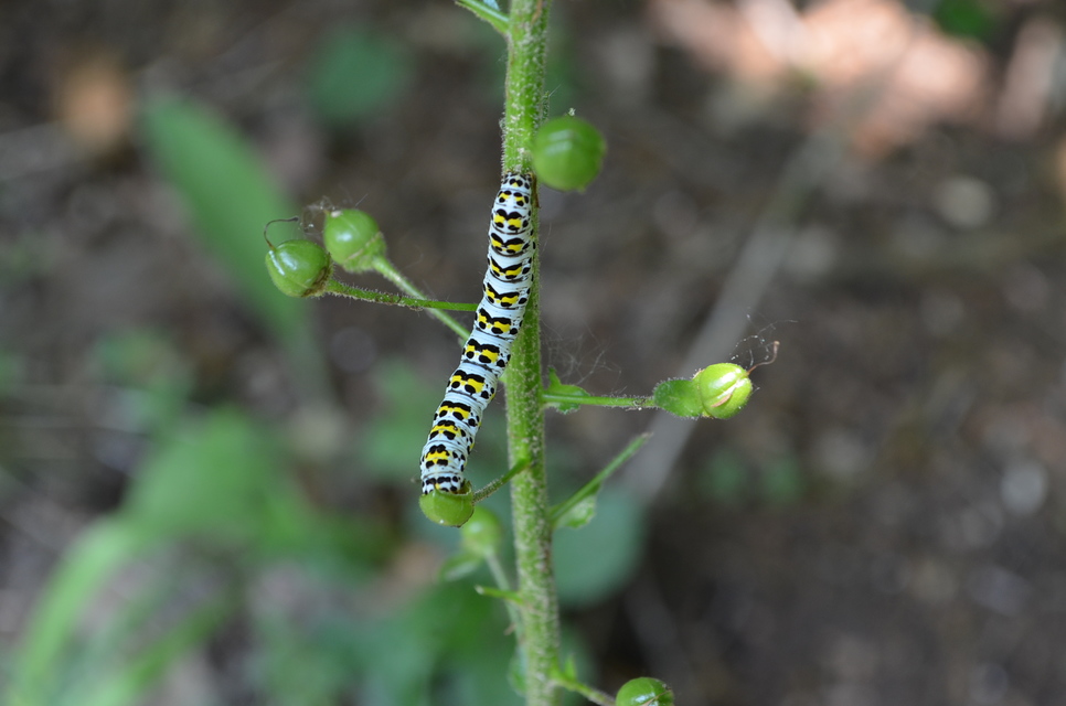 Shargacucullia gozmanyi/scrophulariae/verbasci