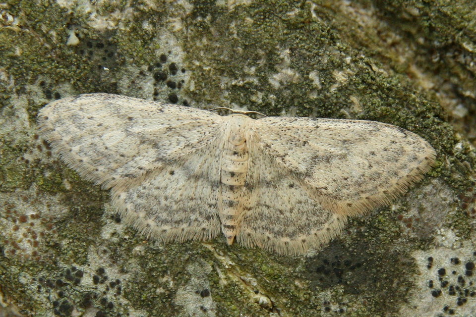 Idaea seriata - szürke apróaraszoló
