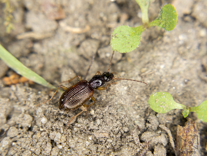 Oxypselaphus obscurus - barnás kisfutó