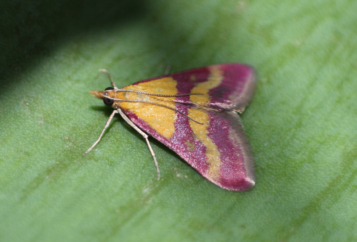 Pyrausta sanguinalis/virginalis