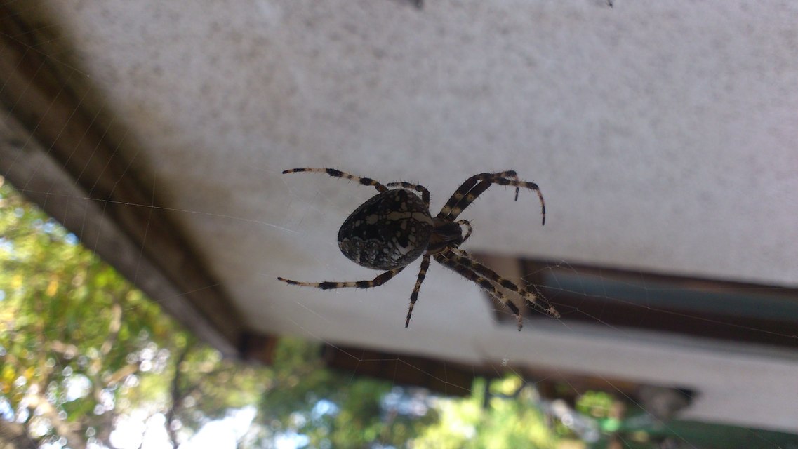 Araneus diadematus - koronás keresztespók