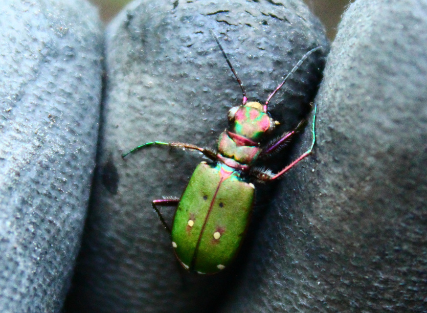 Cicindela campestris - mezei homokfutrinka