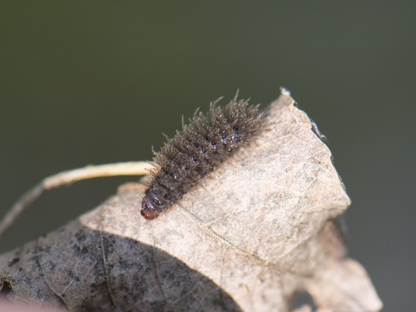 Amata phegea - fehérpettyes álcsüngőlepke