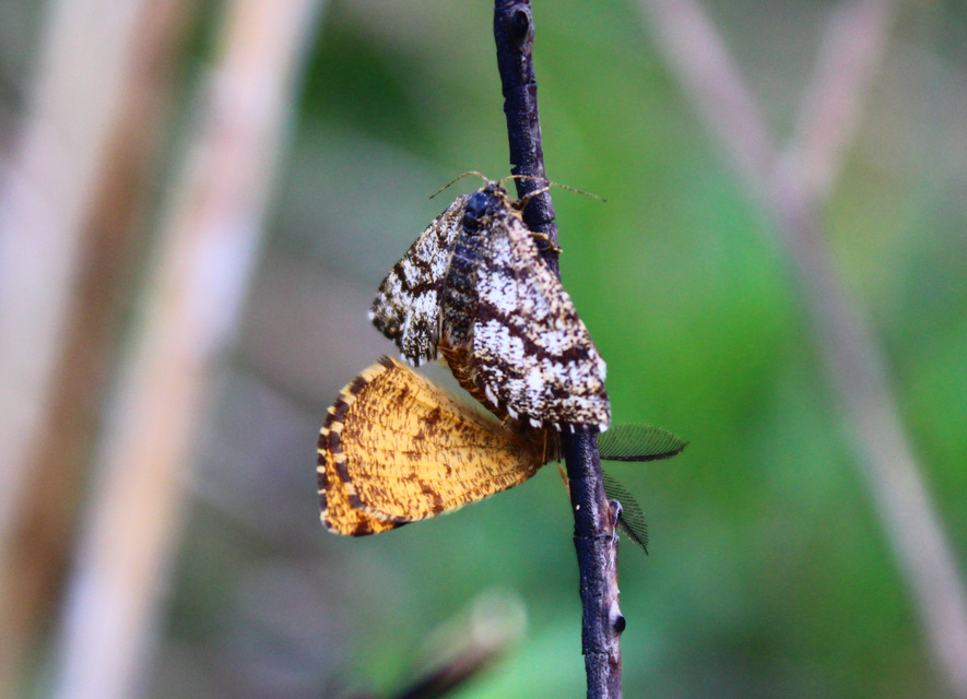Ematurga atomaria - barna rétiaraszoló