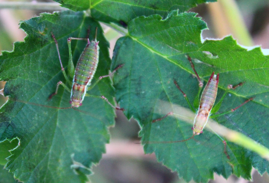 Leptophyes albovittata - közönséges virágszöcske