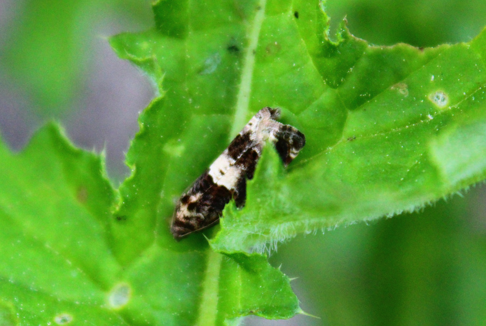 Olethreutinae