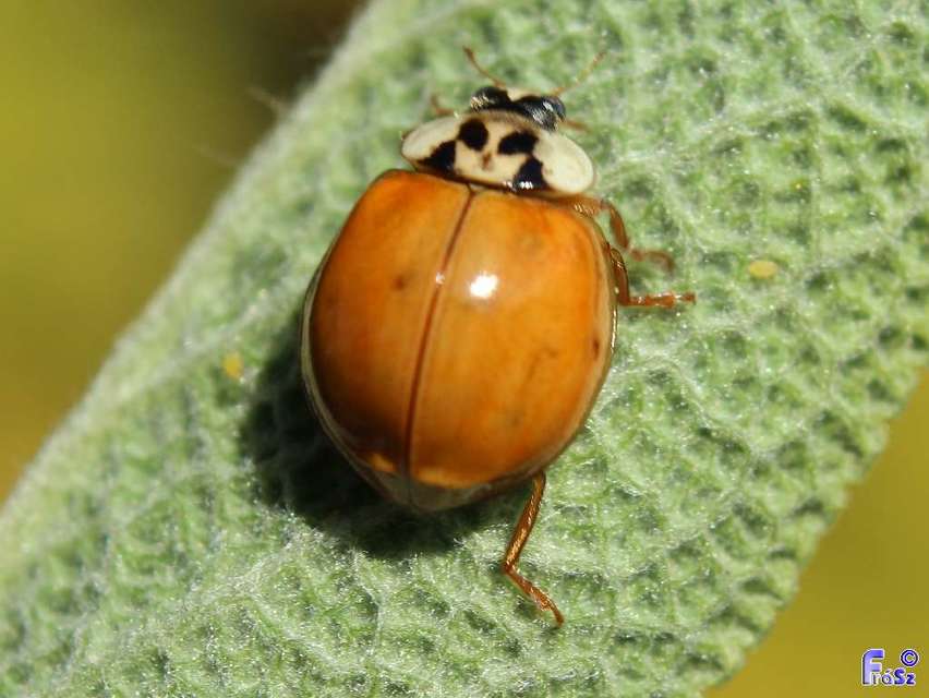 Harmonia axyridis - harlekinkatica