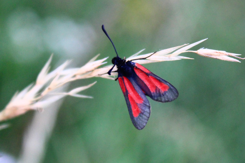 Zygaenidae - csüngőlepkefélék