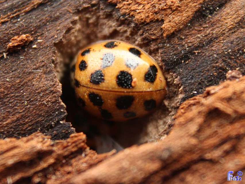 Harmonia axyridis - harlekinkatica
