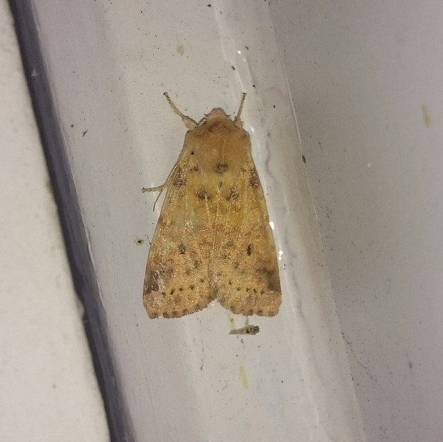 Cirrhia gilvago/ocellaris