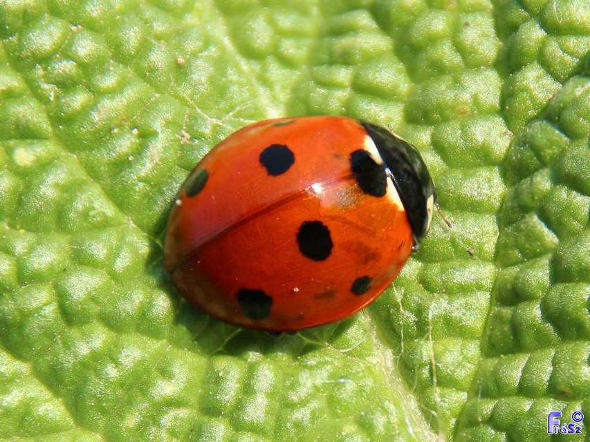 Coccinella septempunctata - hétpettyes katica