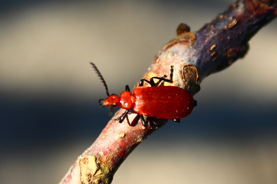 Pyrochroa serraticornis - közép-bíborbogár