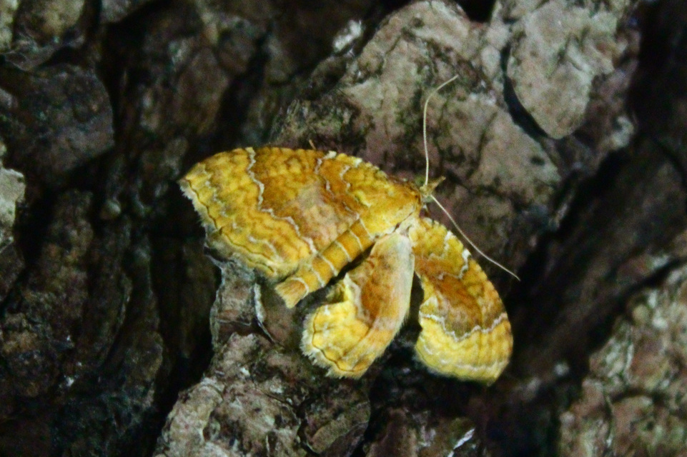 Camptogramma bilineata - kétvonalas sávosaraszoló