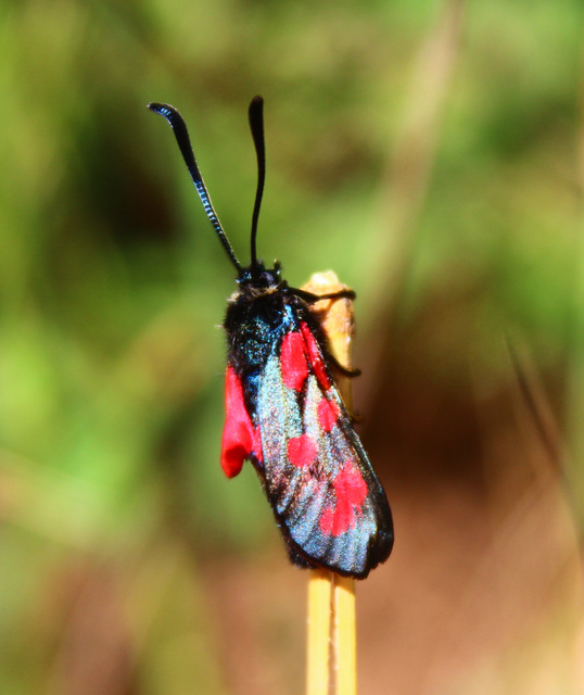Zygaenidae - csüngőlepkefélék