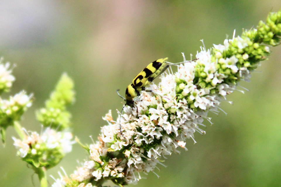 Chlorophorus varius - díszes darázscincér
