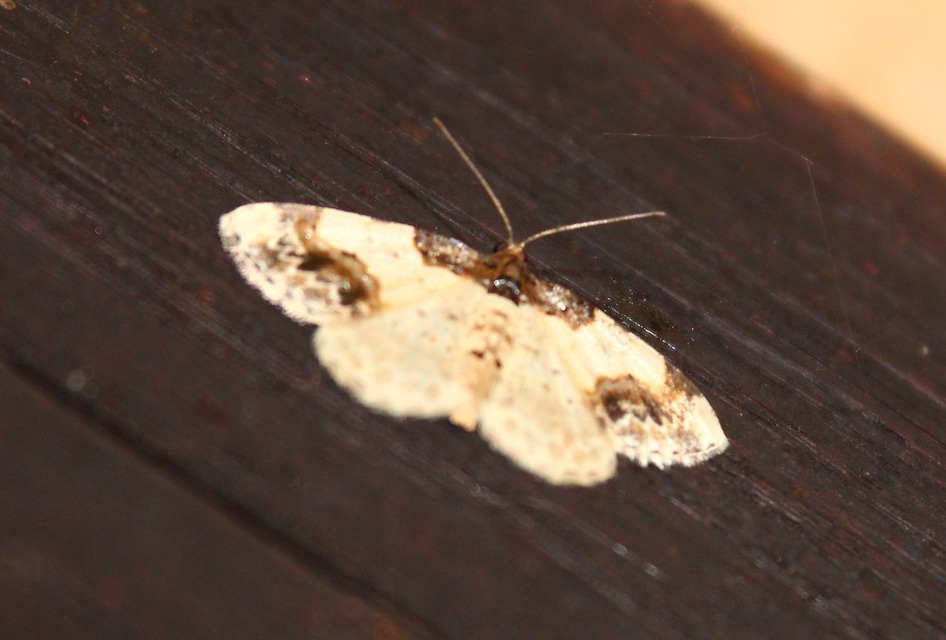 Ligdia adustata - barna levélaraszoló