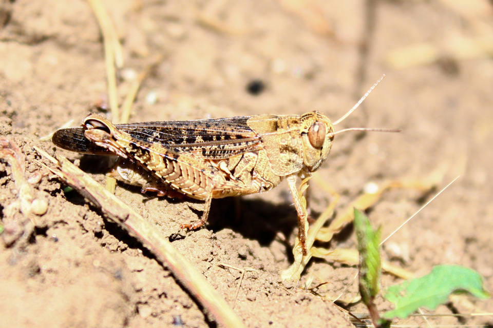 Calliptamus italicus - olaszsáska