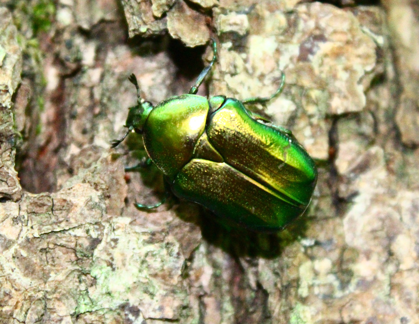 Cetonia aurata - aranyos virágbogár