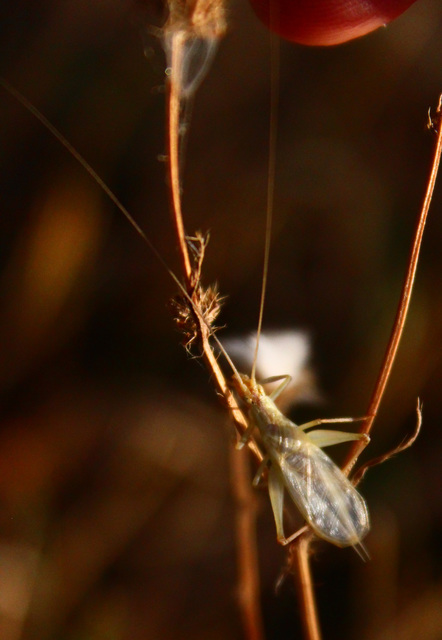 Oecanthus pellucens - pirregőtücsök