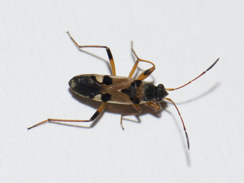 Beosus quadripunctatus - pettyes homokibodobács