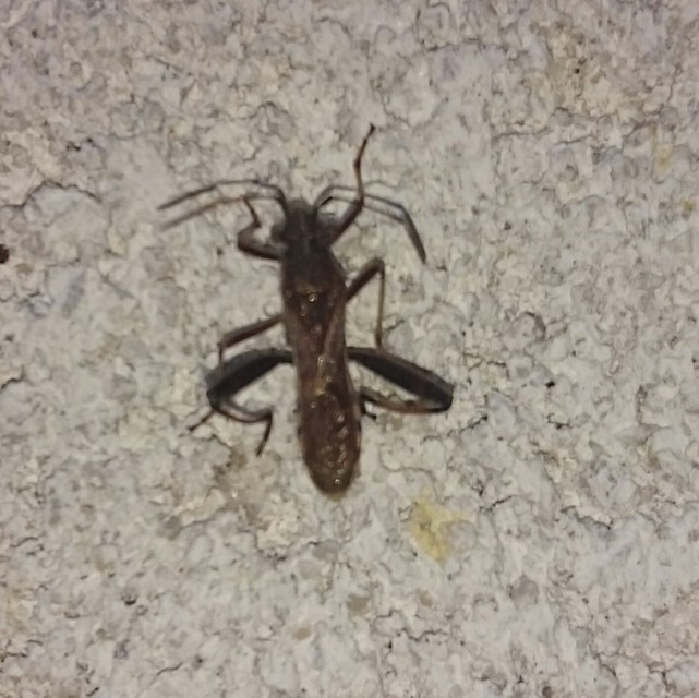 Camptopus lateralis - görbelábú karimáspoloska