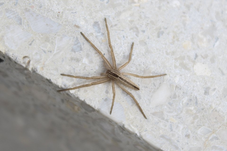 Tibellus